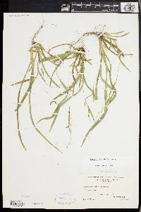 Carex laxiculmis image