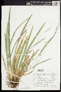 Carex laxiculmis image