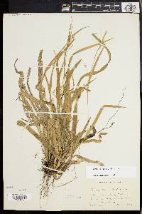 Carex laxiculmis image