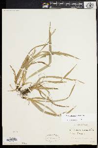 Carex laxiculmis image