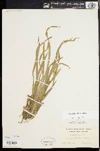 Carex laxiculmis image