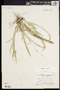 Carex laxiculmis image