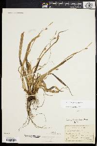 Carex laxiculmis image