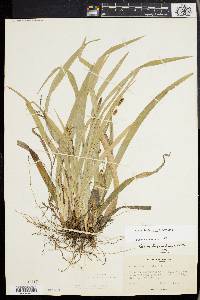 Carex laxiculmis image