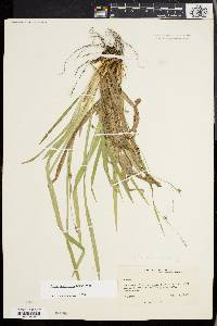 Carex laxiculmis image