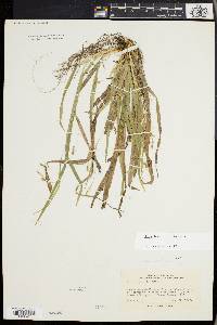 Carex laxiculmis image