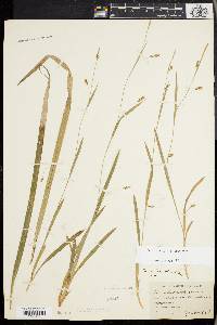 Carex laxiculmis image