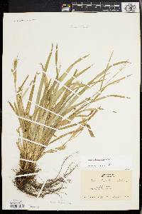 Carex laxiculmis image