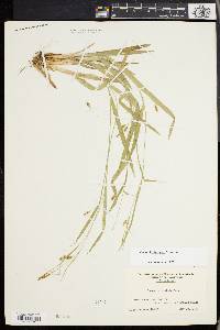 Carex laxiculmis image