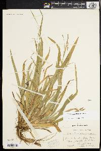 Carex laxiculmis image