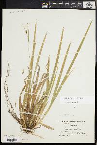 Carex laxiculmis image