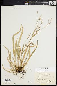 Carex laxiculmis image