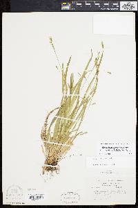 Carex laxiculmis image