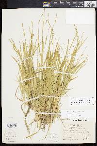 Carex laxiculmis image