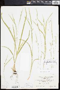 Carex laxiculmis image