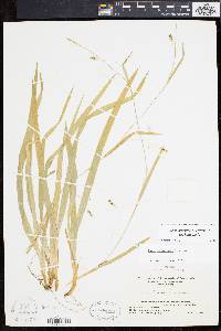 Carex laxiculmis image