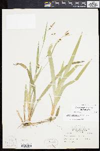 Carex laxiculmis image