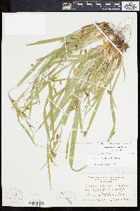 Carex laxiculmis image