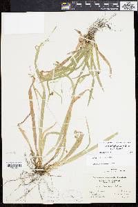 Carex laxiculmis image