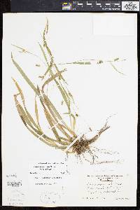 Carex laxiculmis image