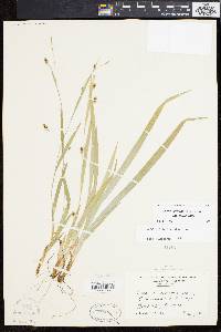 Carex laxiculmis image