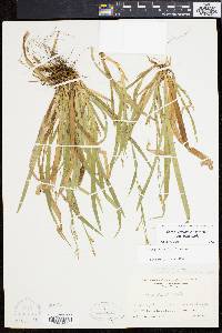 Carex laxiculmis image