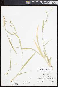 Carex laxiculmis image