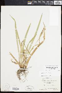 Carex laxiculmis image