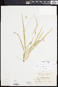 Carex laxiculmis image