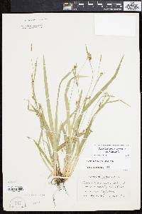 Carex laxiculmis image