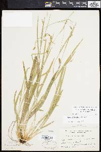 Carex laxiculmis image