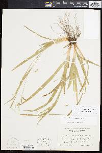 Carex laxiculmis image