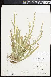 Carex laxiculmis image