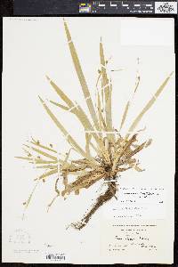 Carex laxiculmis image