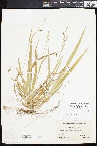 Carex laxiculmis image