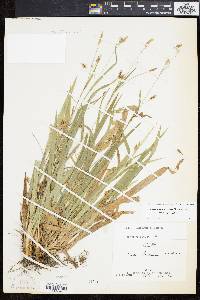 Carex laxiculmis image