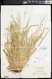 Carex laxiculmis image