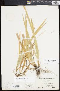 Carex laxiculmis image