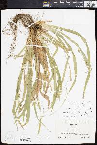 Carex laxiculmis image