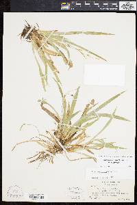 Carex laxiculmis image