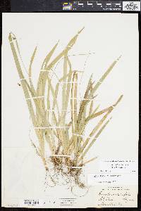 Carex laxiculmis image