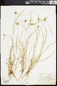 Carex laxior image