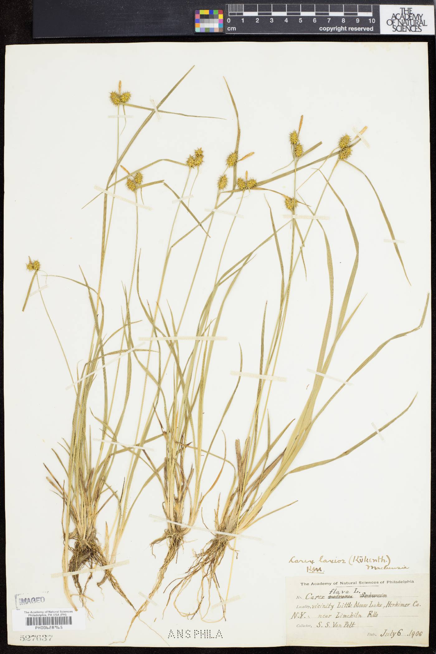 Carex laxior image