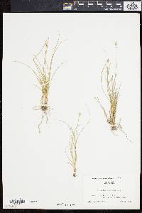 Carex leavenworthii image