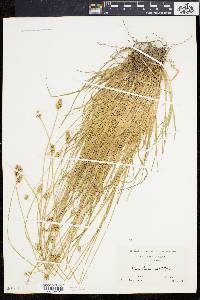 Carex leavenworthii image