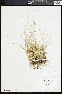 Carex leavenworthii image