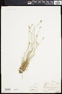 Carex leavenworthii image