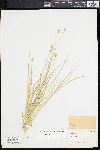 Carex leavenworthii image