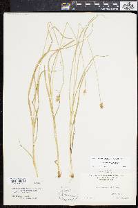 Carex leavenworthii image