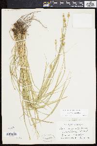 Carex leavenworthii image